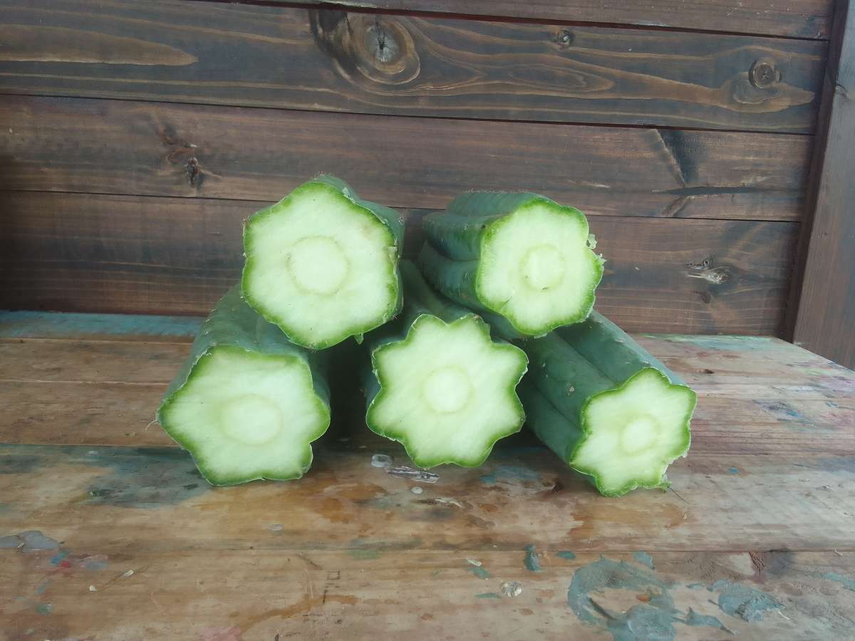 5 x 40CM SAN PEDRO CUTTINGS WITH TIP ( Echinopsis Pachanoi )