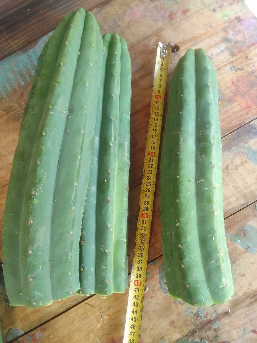 5 x 40CM SAN PEDRO CUTTINGS WITH TIP ( Echinopsis Pachanoi )