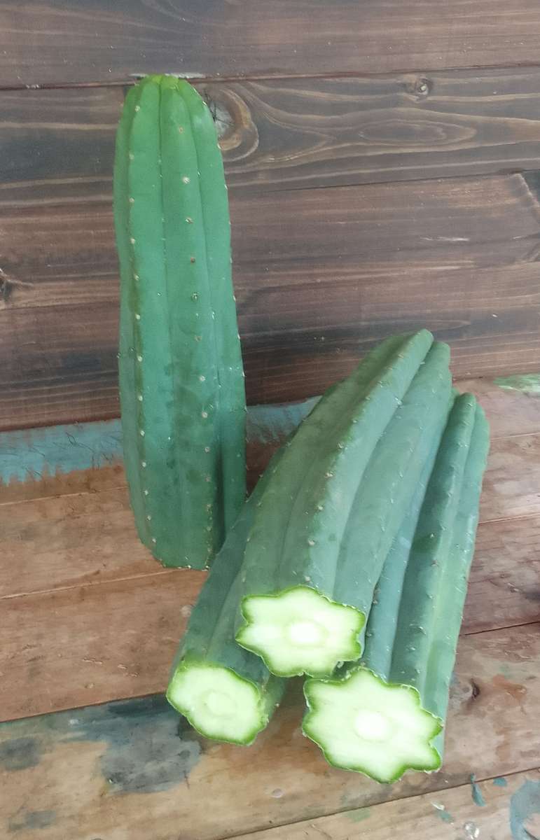 5 x 40CM SAN PEDRO CUTTINGS WITH TIP ( Echinopsis Pachanoi )