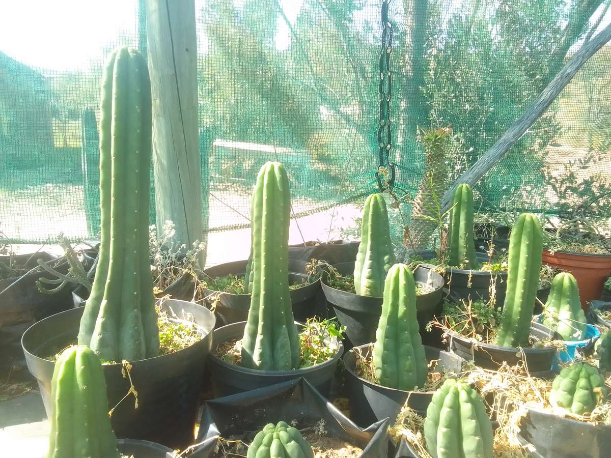 San Pedro Cactus    Echinopsis pachanoi    (Rooted cutting, 15cm to 17cm height)