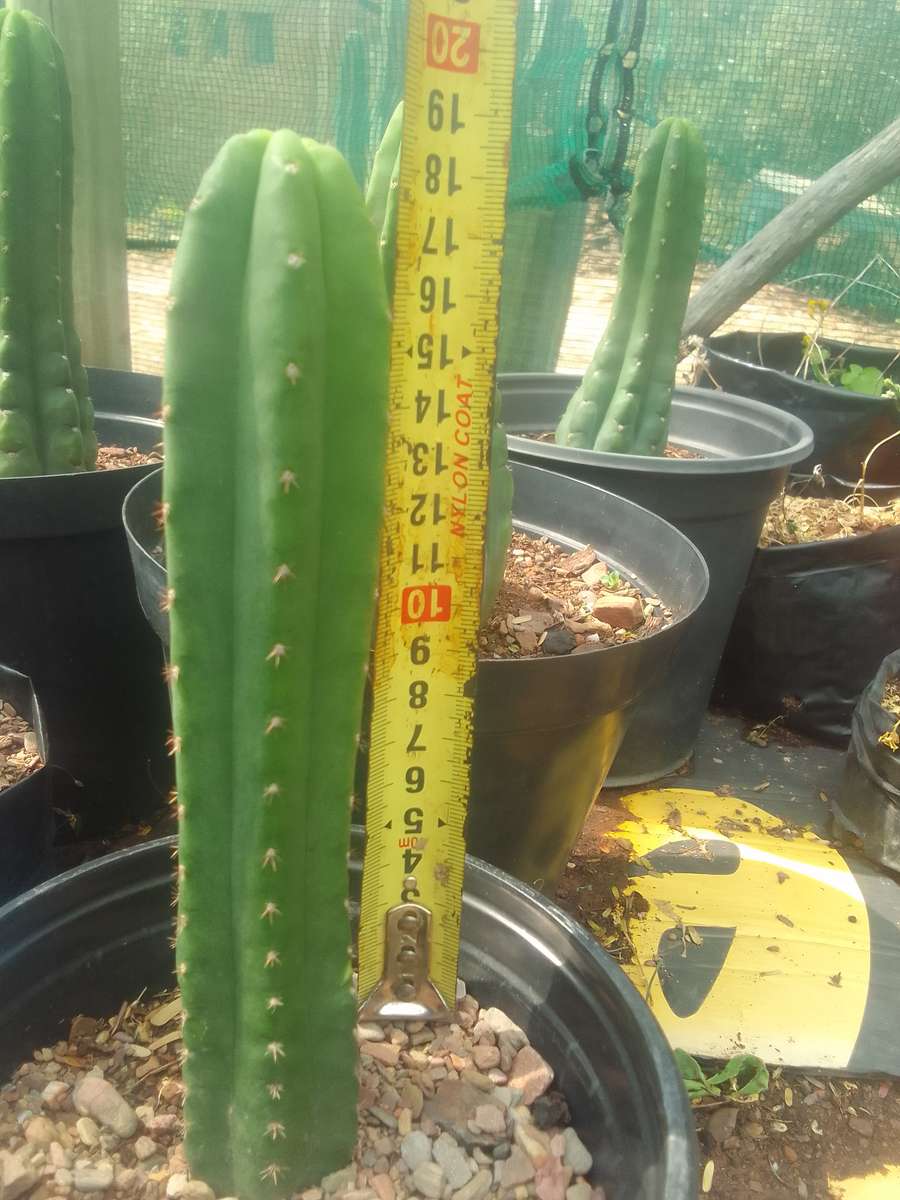 San Pedro Cactus    Echinopsis pachanoi    (Rooted cutting, 15cm to 17cm height)