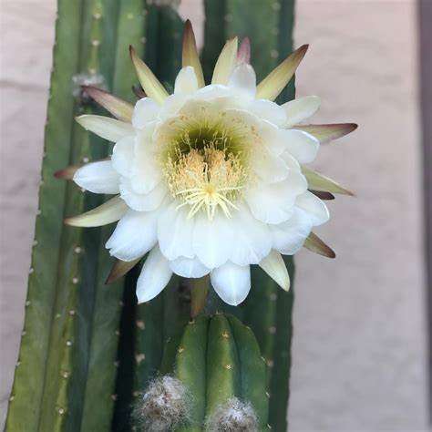 San Pedro Cactus    Echinopsis pachanoi    (Rooted cutting, 15cm to 17cm height)