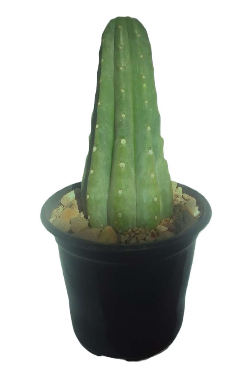 San Pedro Cactus    Echinopsis pachanoi    (Rooted cutting, 15cm to 17cm height)