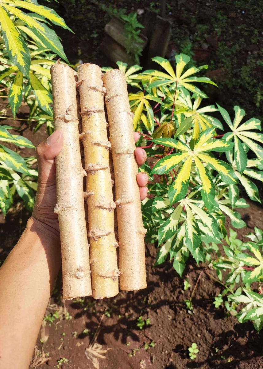 5 - 20 Fresh Cassava Variegated (Manihot Esculenta) Cutting Stems