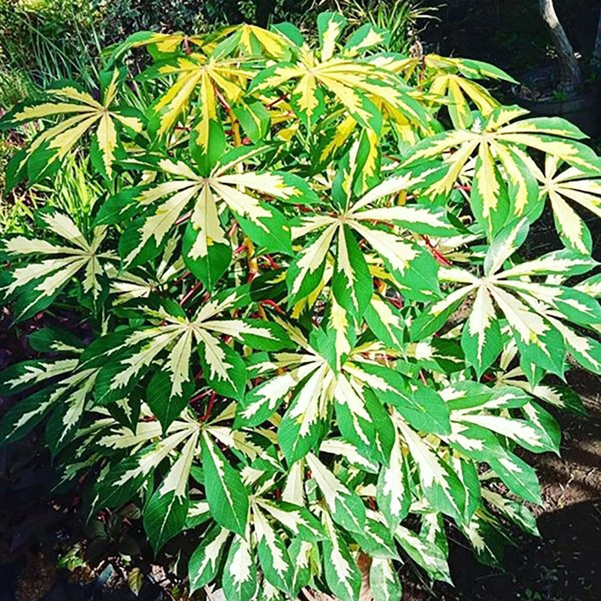 5 - 20 Fresh Cassava Variegated (Manihot Esculenta) Cutting Stems