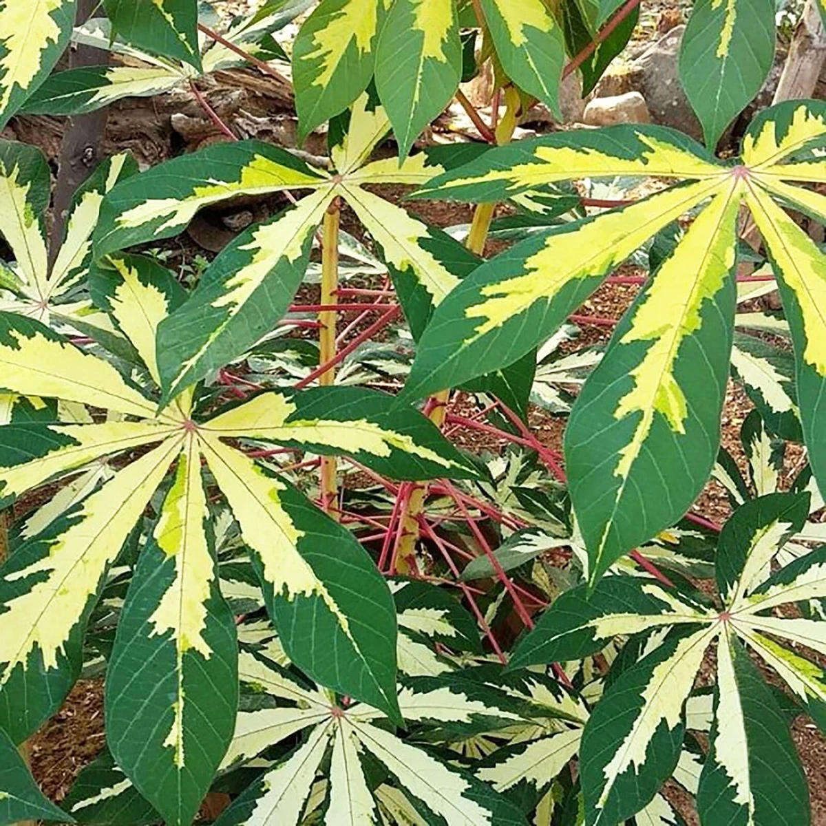 5 - 20 Fresh Cassava Variegated (Manihot Esculenta) Cutting Stems