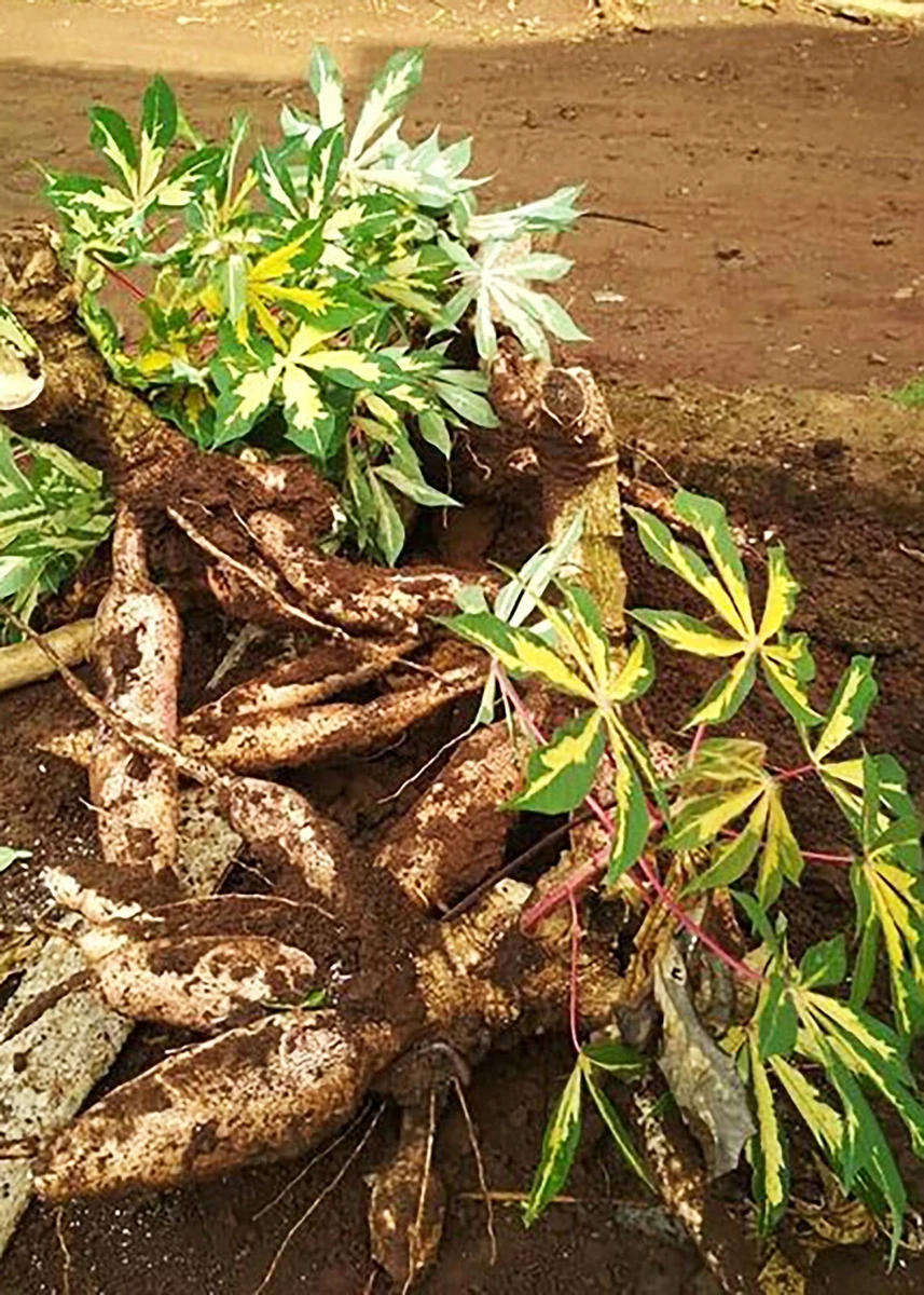 5 - 20 Fresh Cassava Variegated (Manihot Esculenta) Cutting Stems