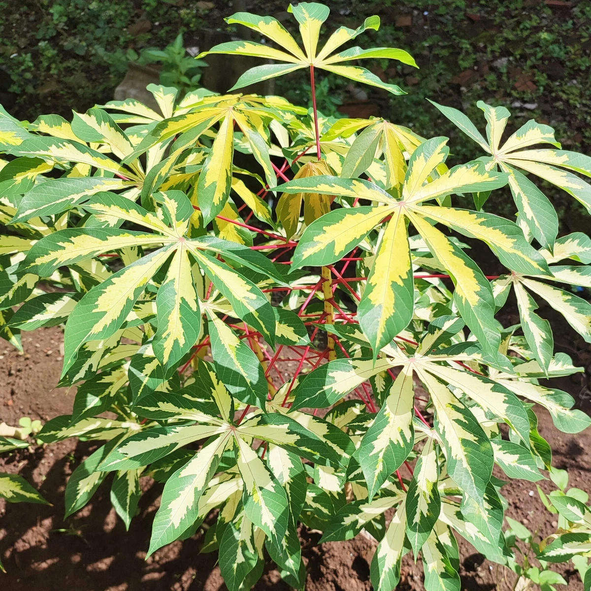 5 - 20 Fresh Cassava Variegated (Manihot Esculenta) Cutting Stems
