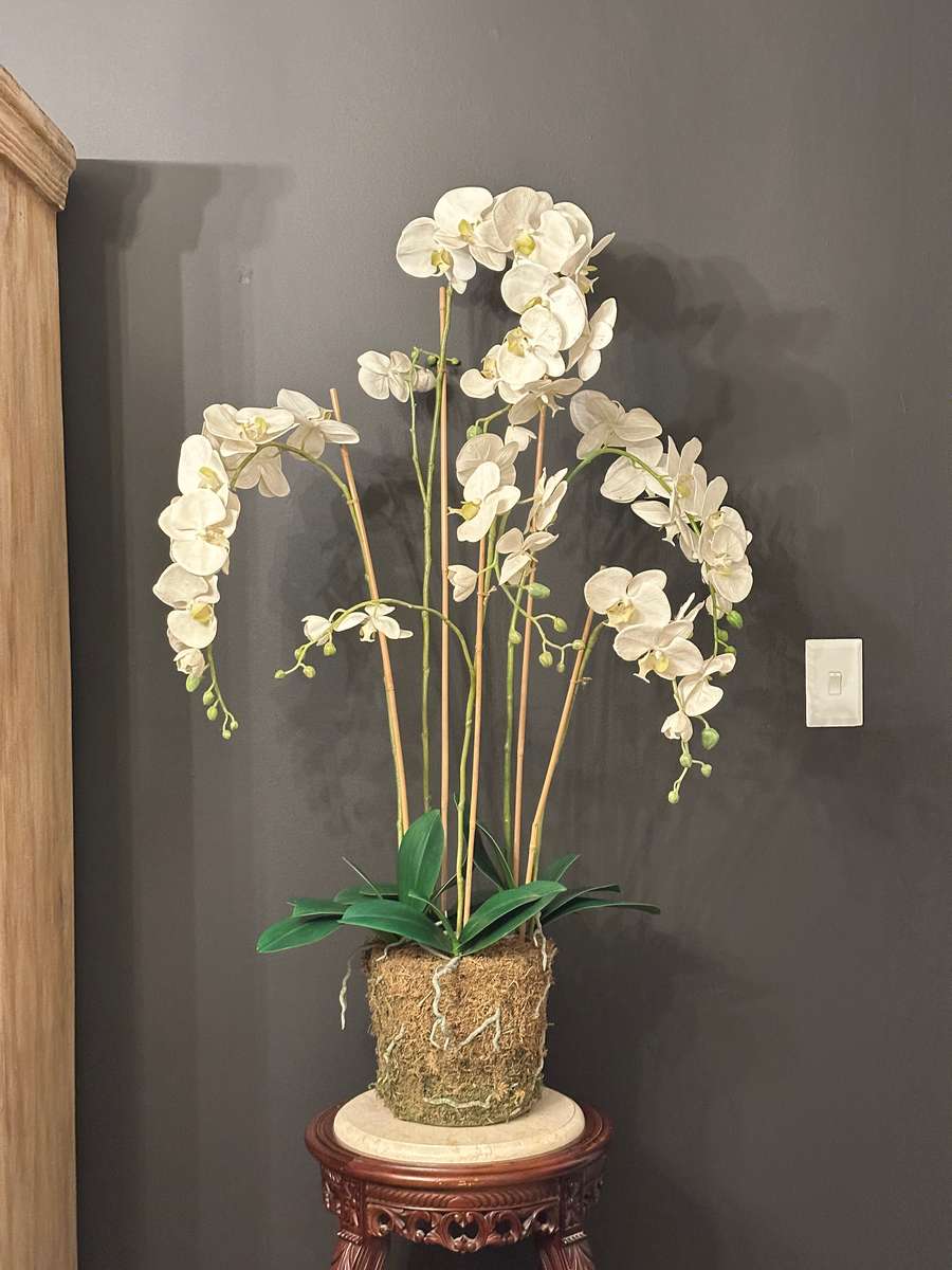 Exquisite Statement Phalaenopsis ORCHID