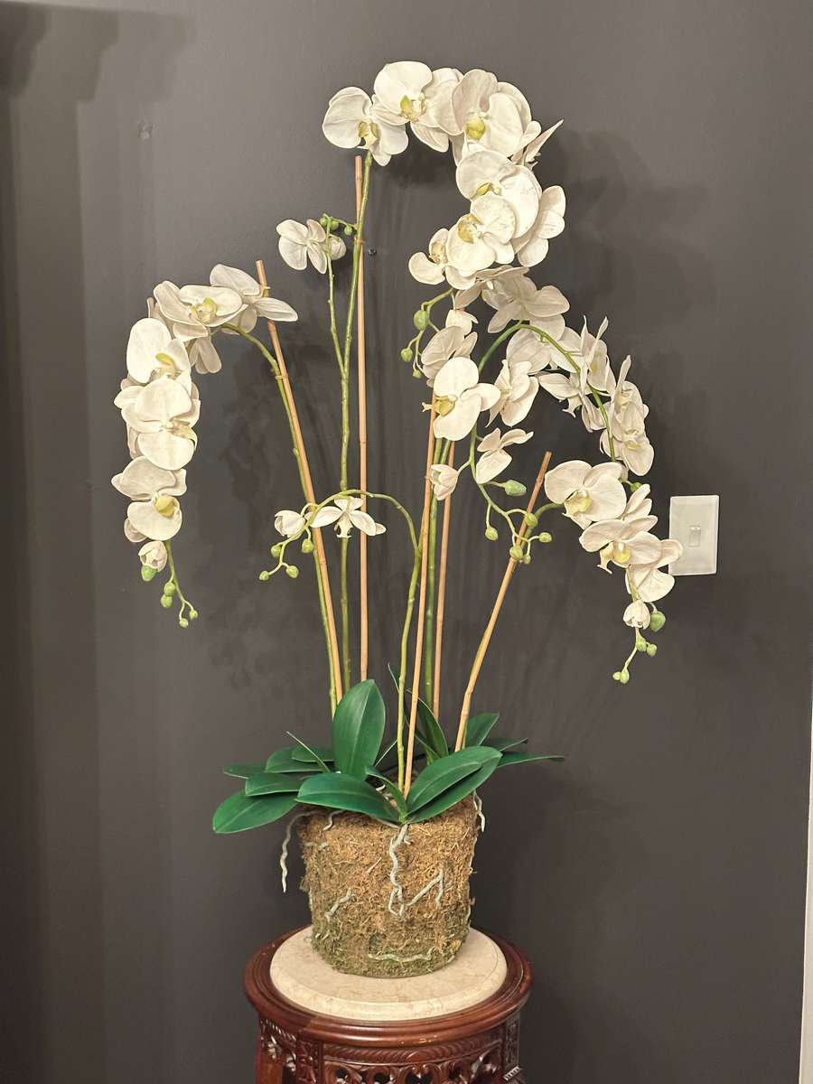 Exquisite Statement Phalaenopsis ORCHID