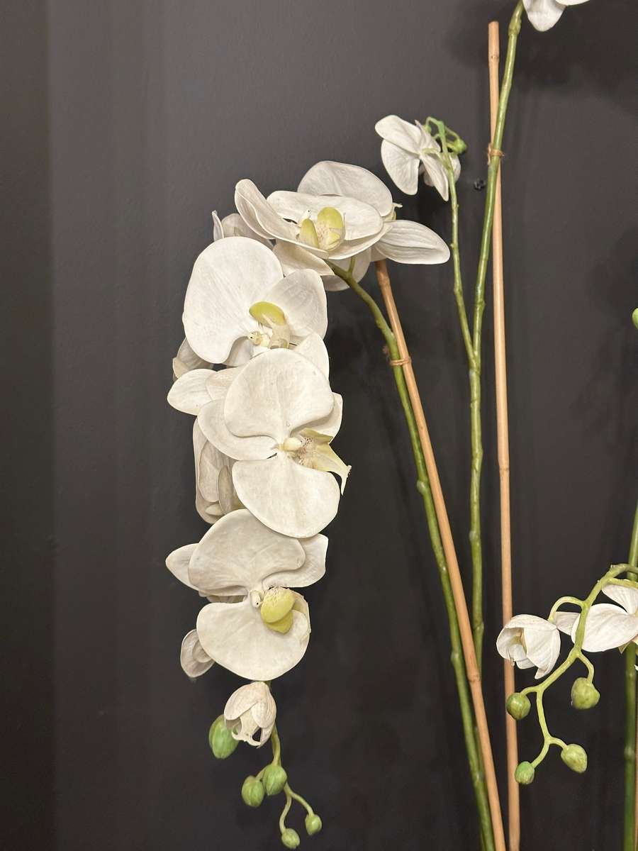 Exquisite Statement Phalaenopsis ORCHID