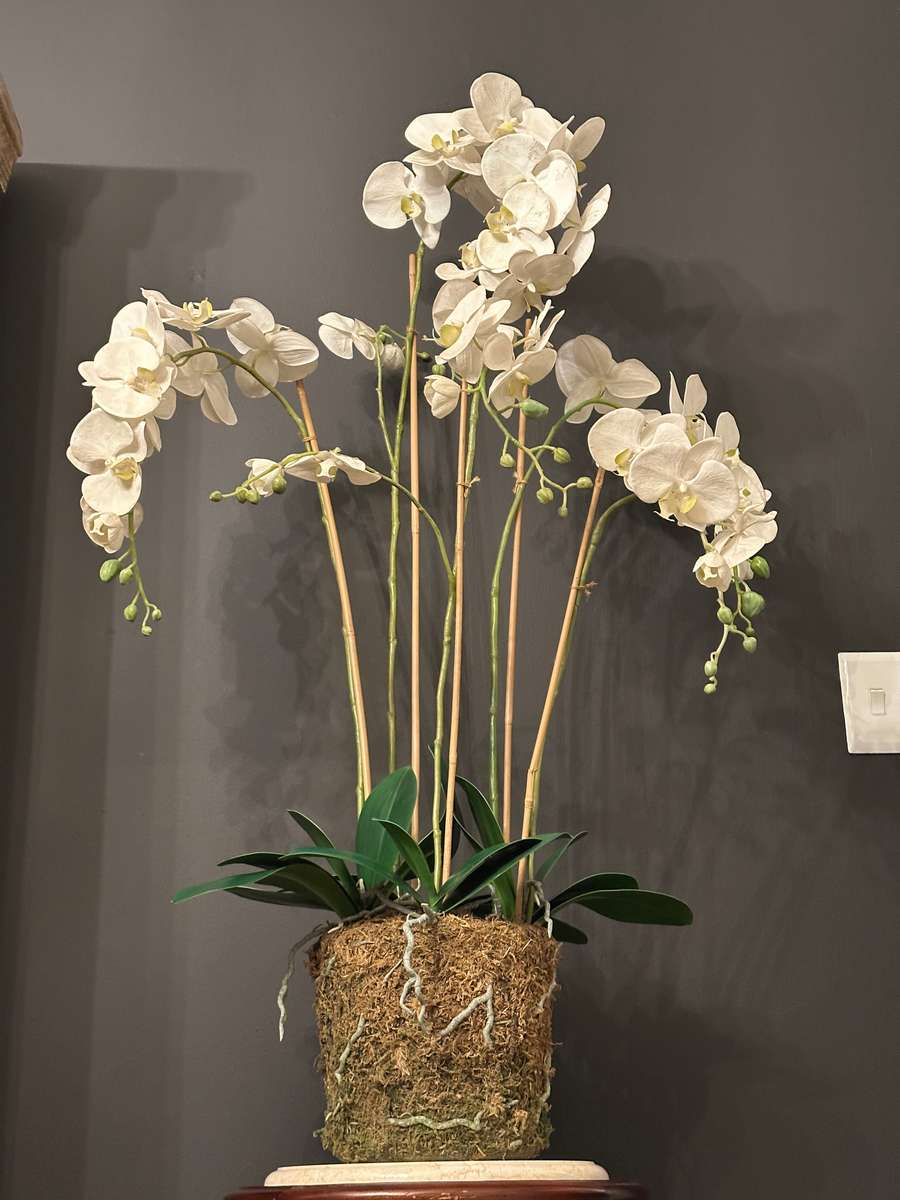 Exquisite Statement Phalaenopsis ORCHID