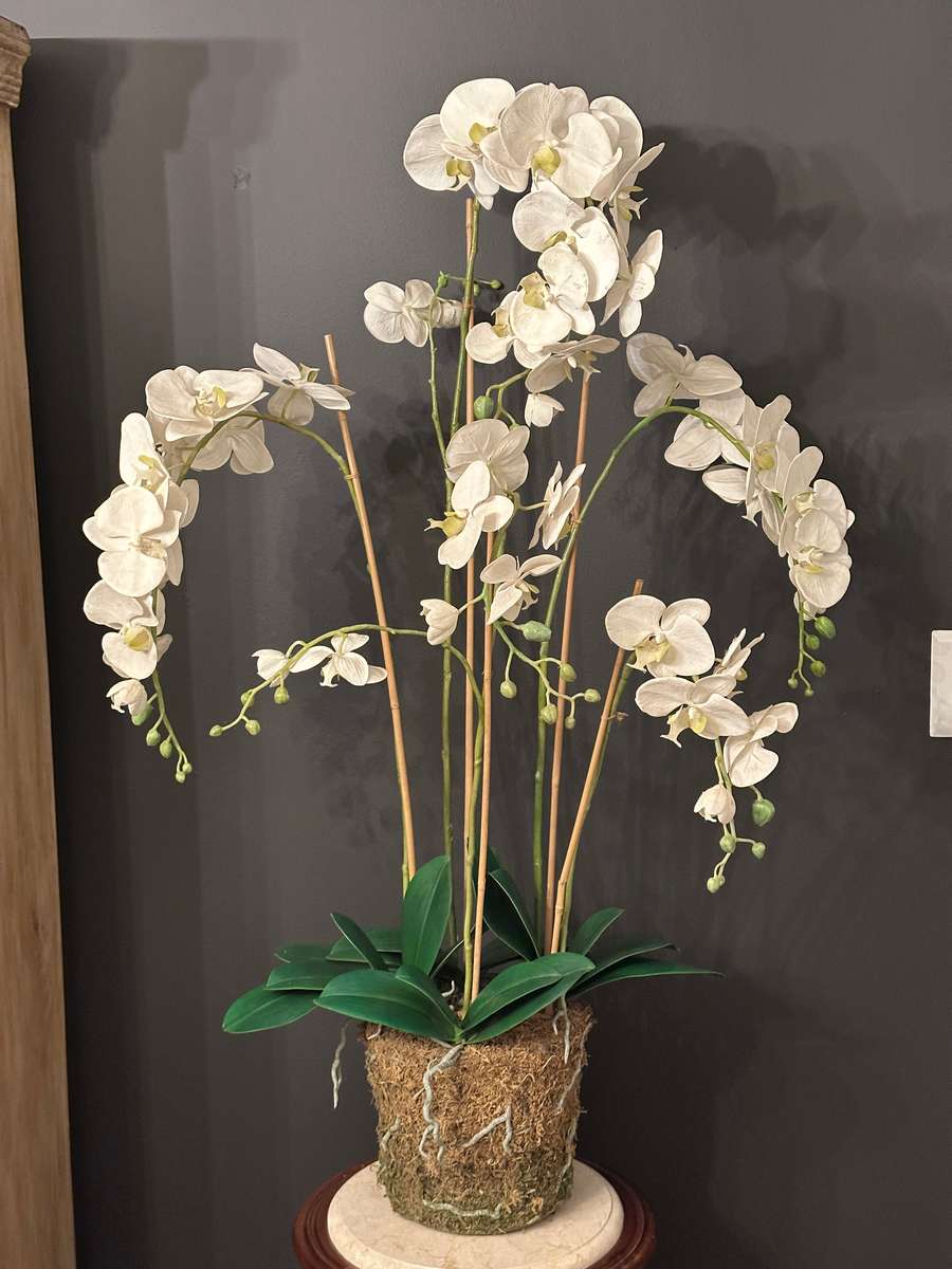 Exquisite Statement Phalaenopsis ORCHID