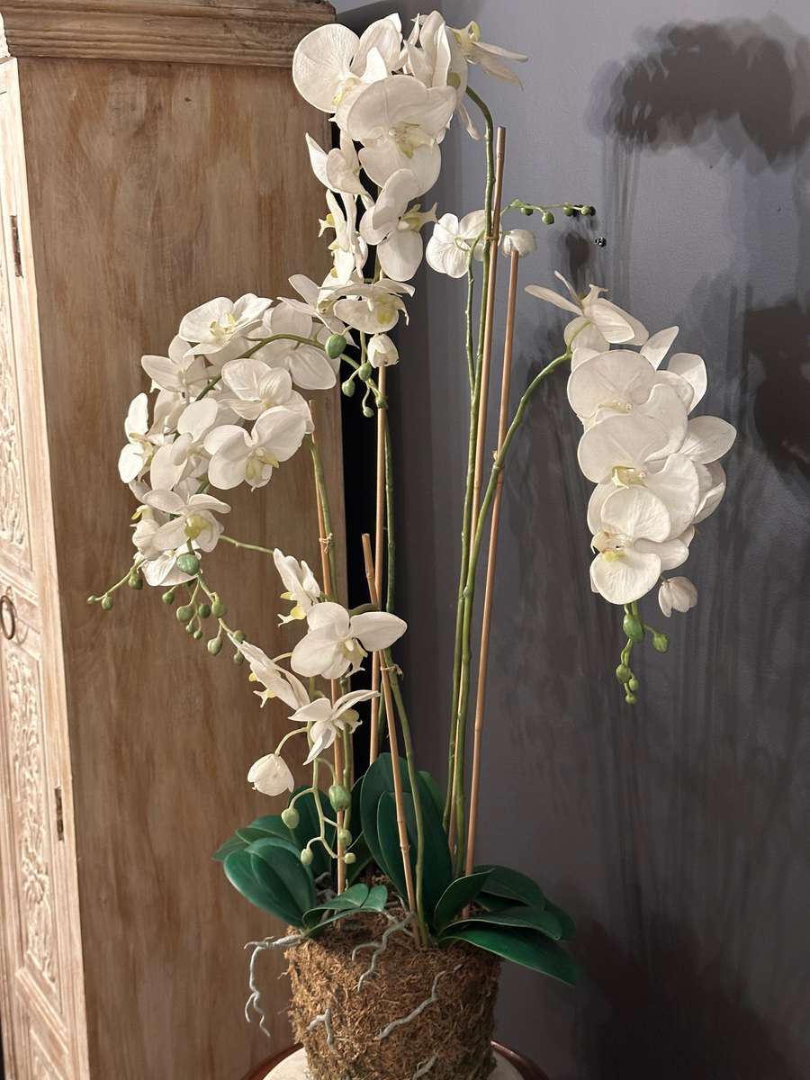 Exquisite Statement Phalaenopsis ORCHID