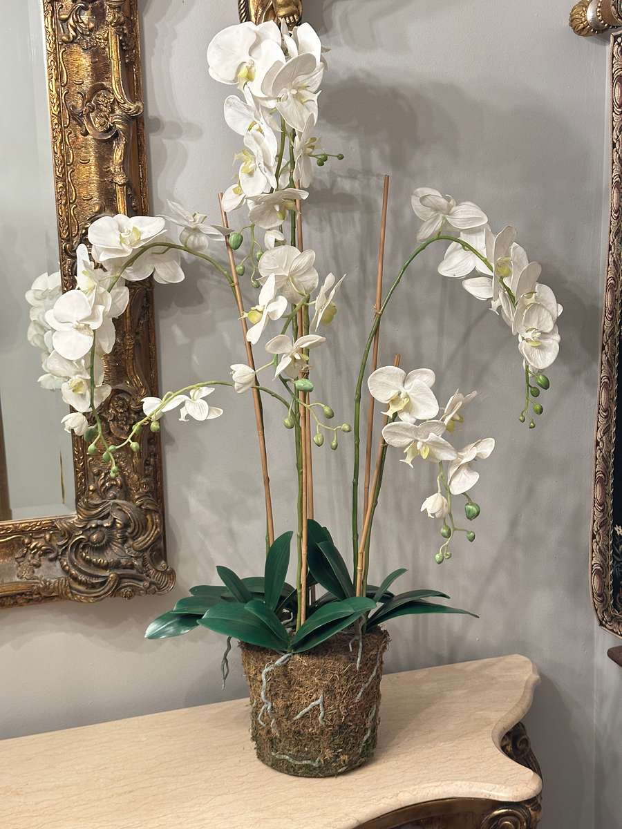 Exquisite Statement Phalaenopsis ORCHID