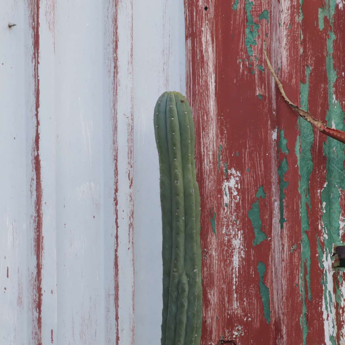 Canon EF 75-300mm 1:4-5.6 III Zoom Lens - Pre-Owned