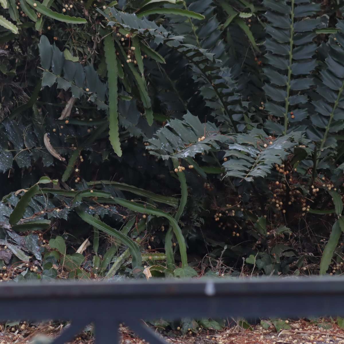 Canon EF 75-300mm 1:4-5.6 III Zoom Lens - Pre-Owned