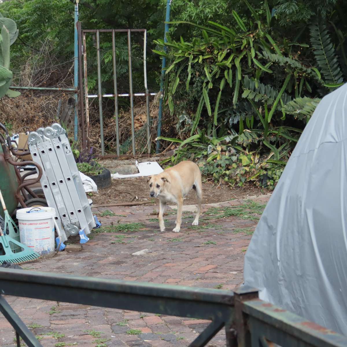 Canon EF-S Lens 18-55mm f3.5-5.5 II