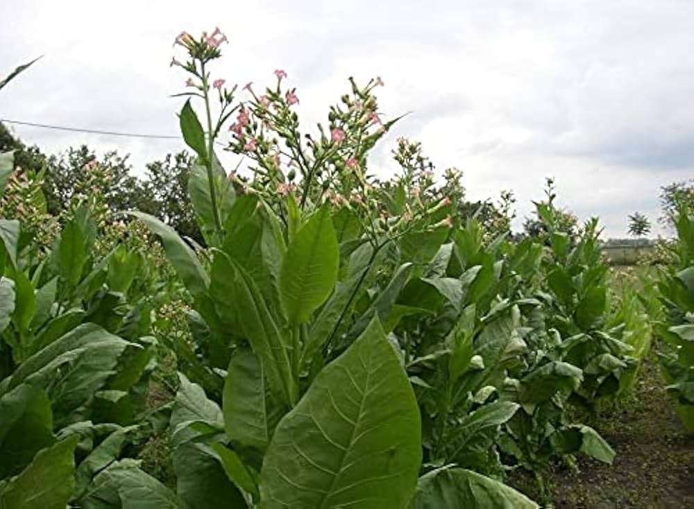 Tobacco Golden Virginia Seeds organically Grown ± 100 seeds