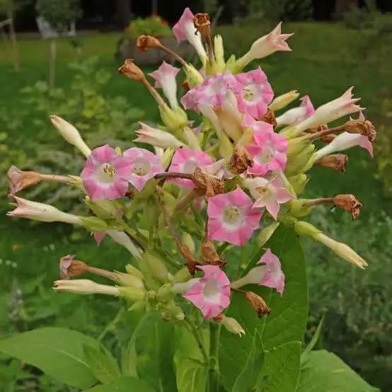 Tobacco Golden Virginia Seeds organically Grown ± 100 seeds