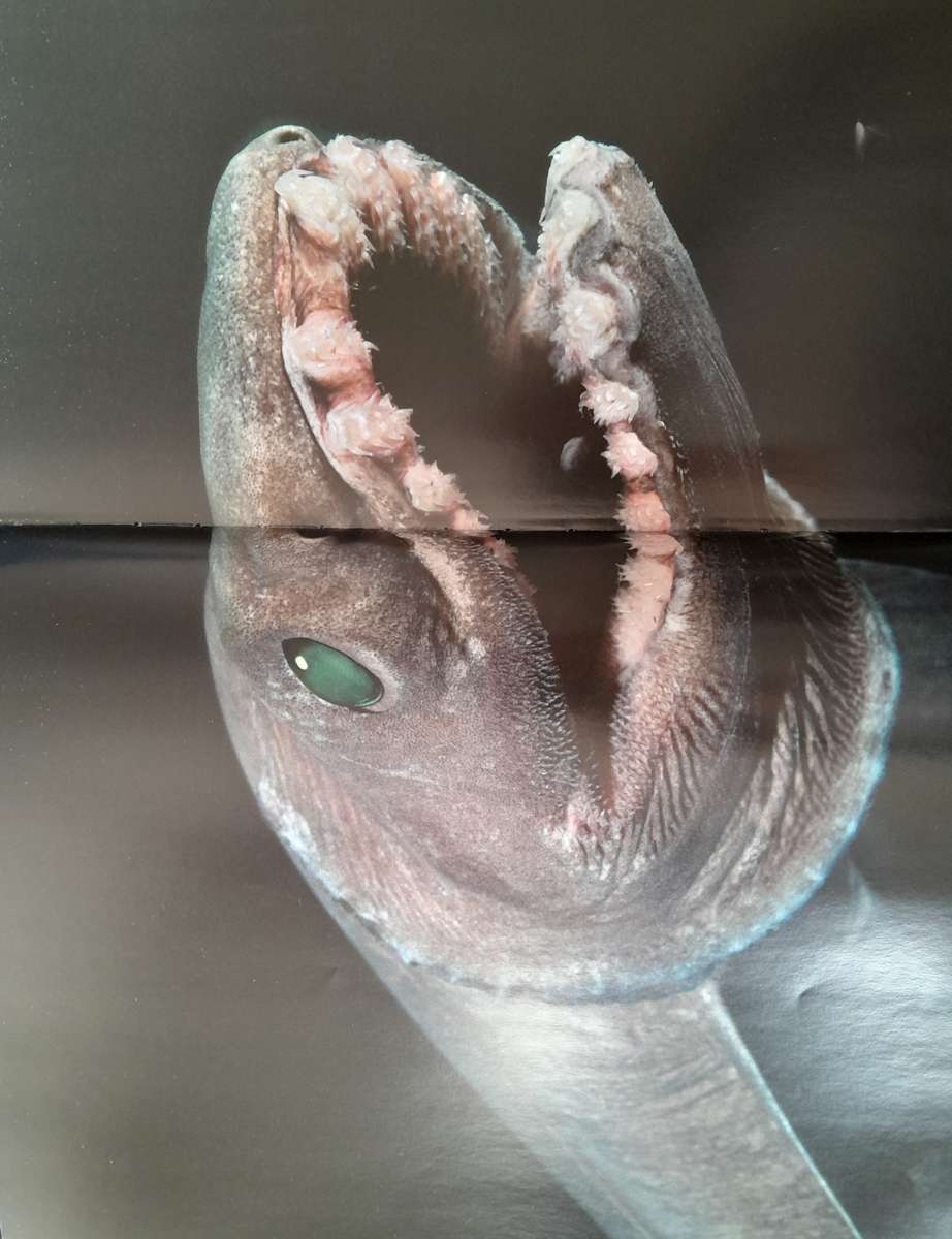 Claire Nouvian The Deep (Sea) - Collector's Item - Extraordinary book with amazing pictures!