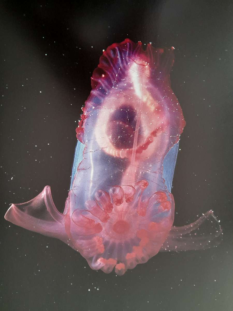 Claire Nouvian The Deep (Sea) - Collector's Item - Extraordinary book with amazing pictures!