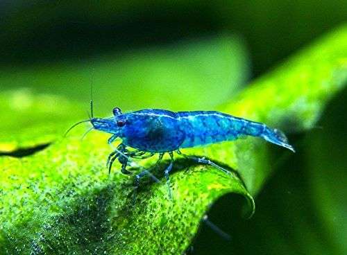 Blue Velvet Shrimp (neocaridina)