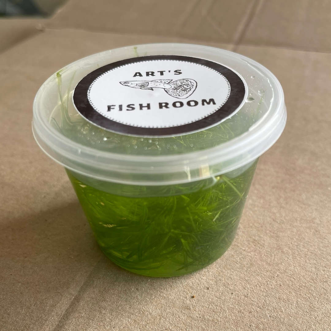 Guppy Grass (10 cm cuttings)
