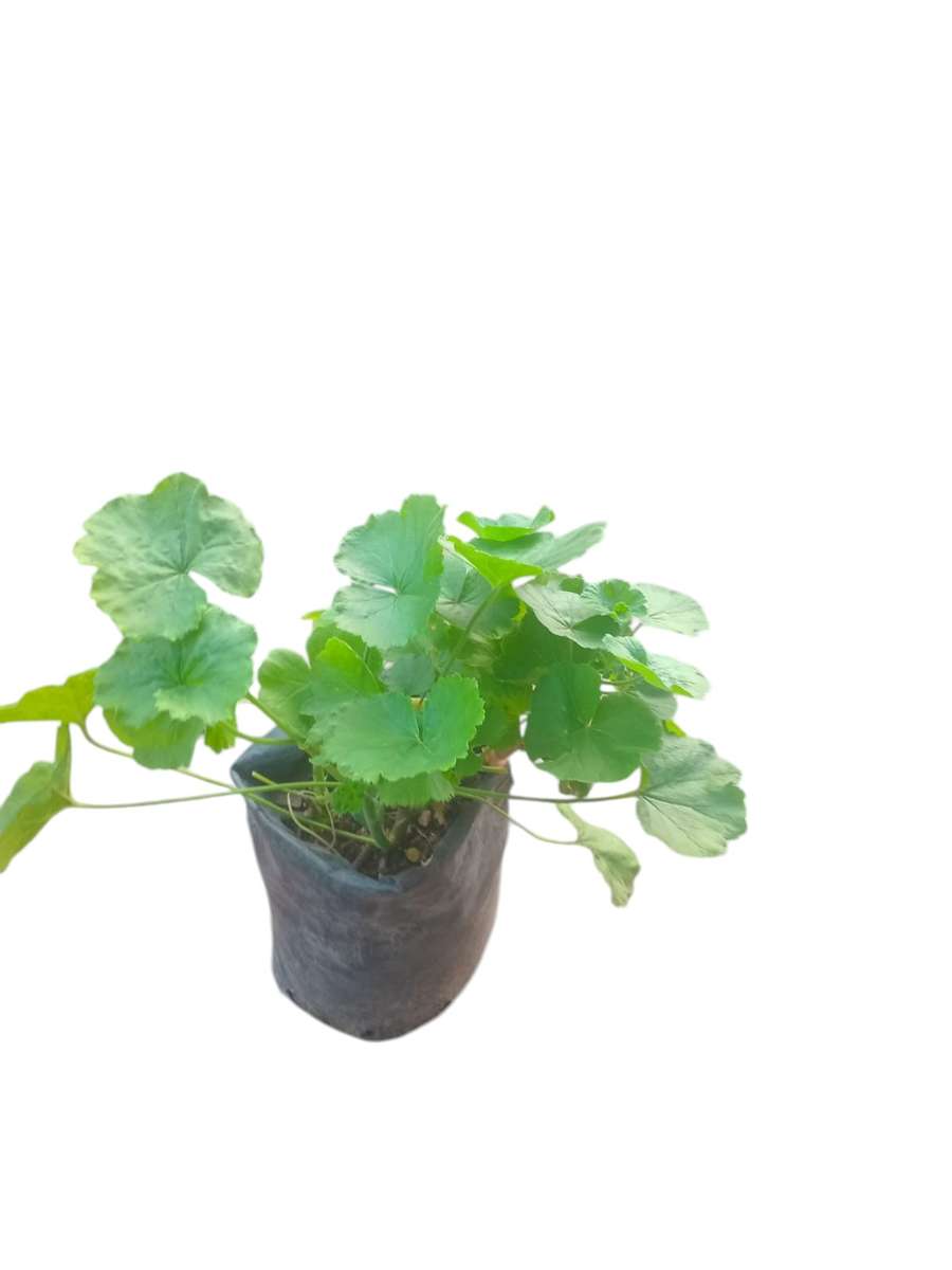 Pennywort Plant