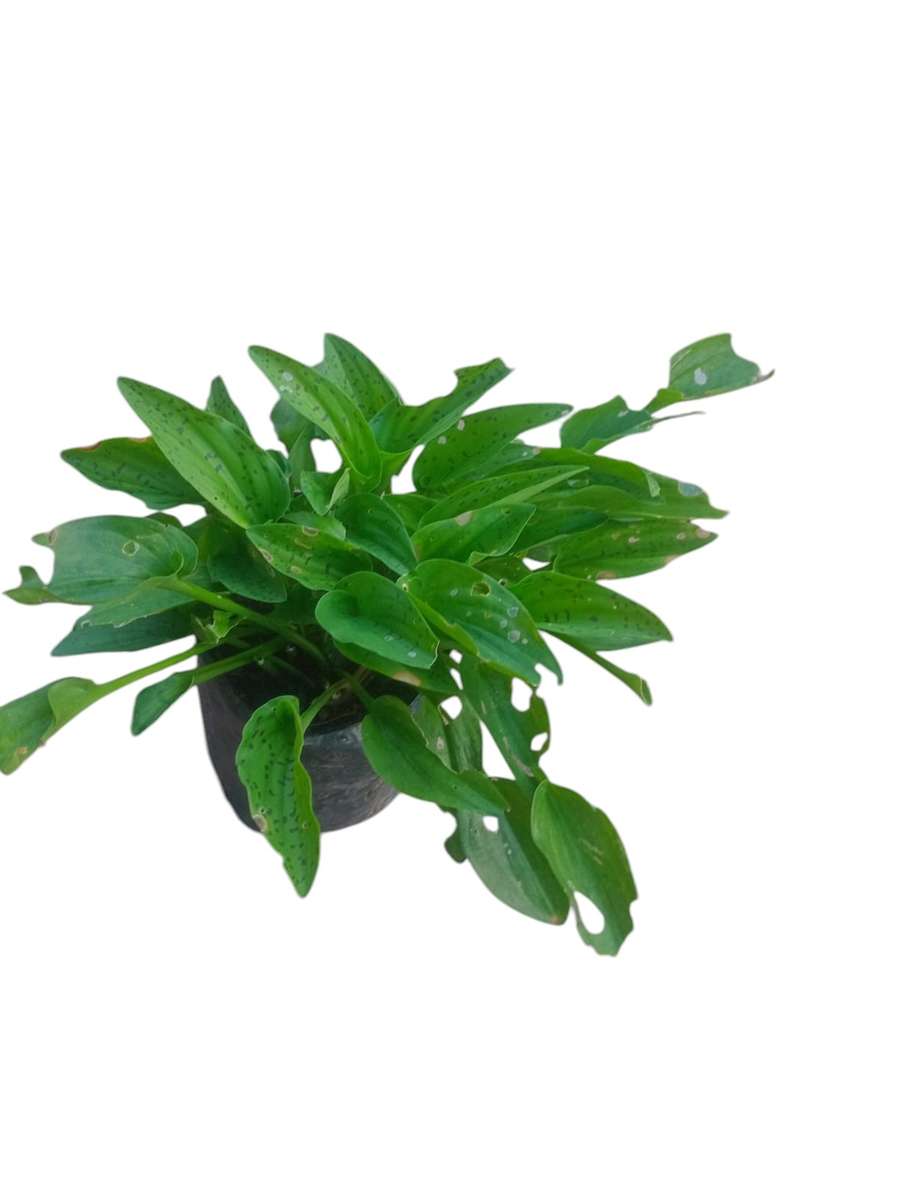 Green Aquatic Plant
