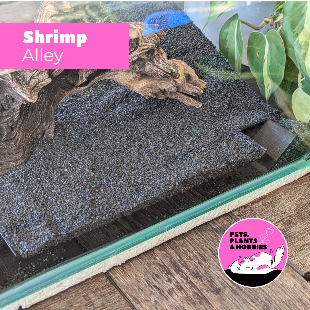 Shrimp Alley