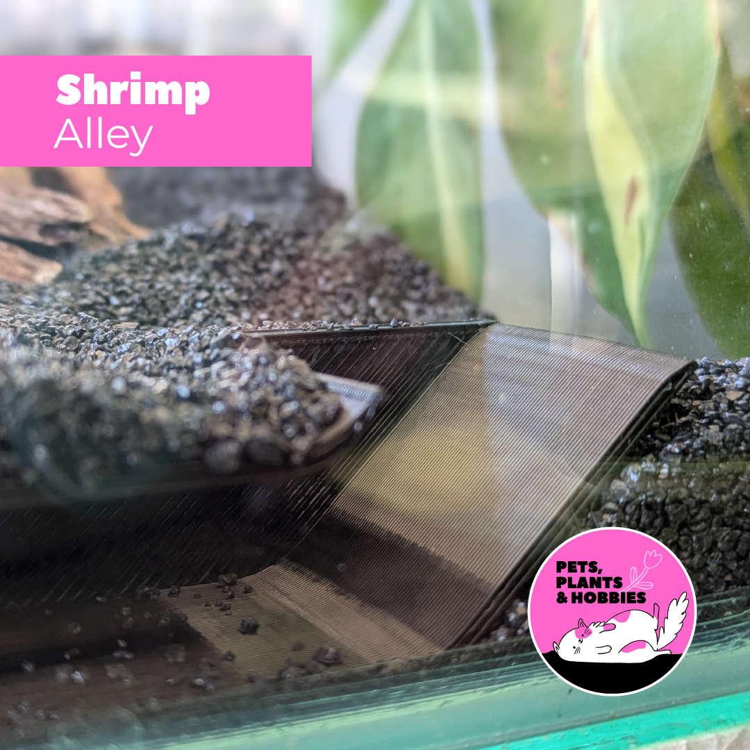 Shrimp Alley
