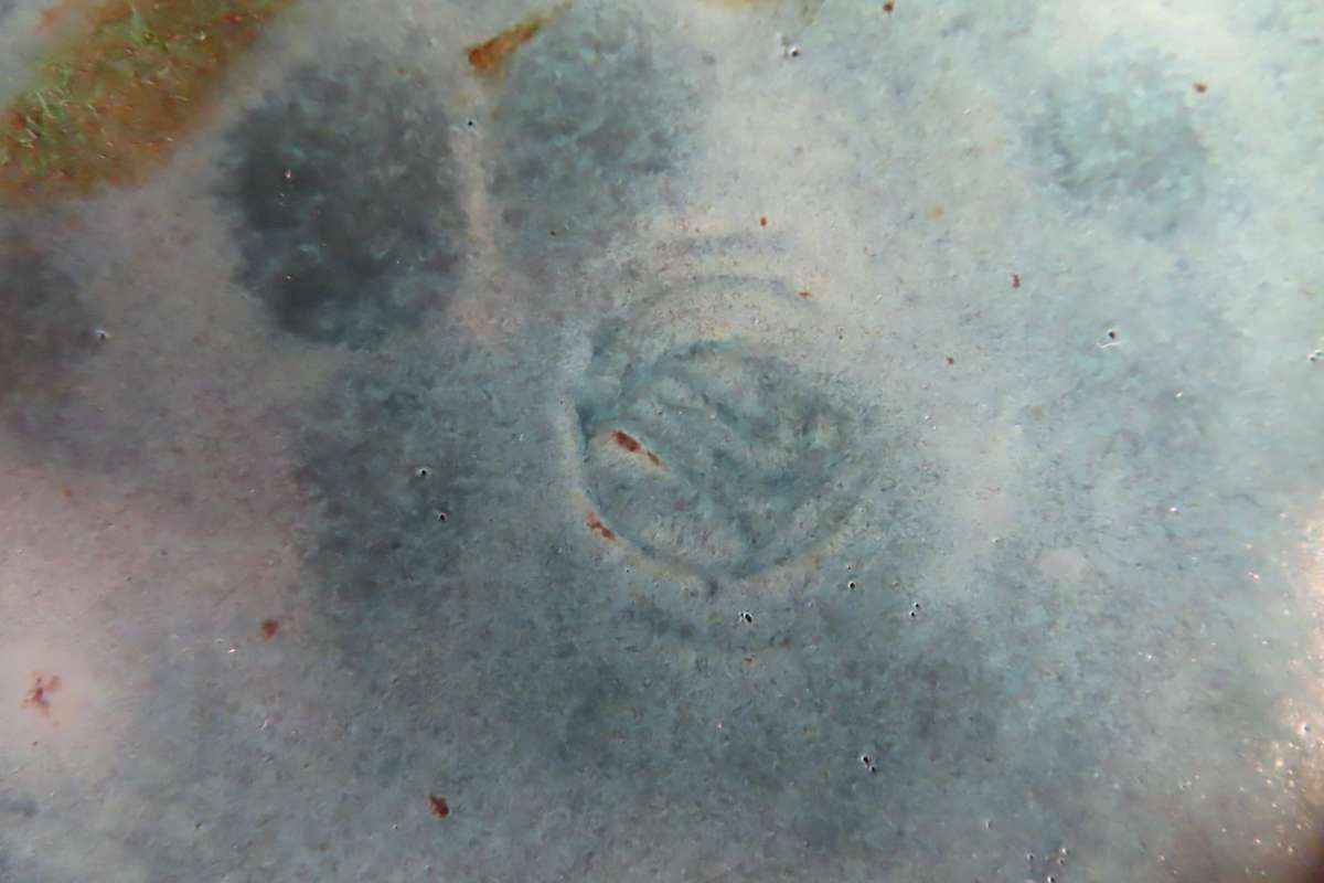 Liebermann Duck Blue Glazed Soup/Casserole Lidded Dish