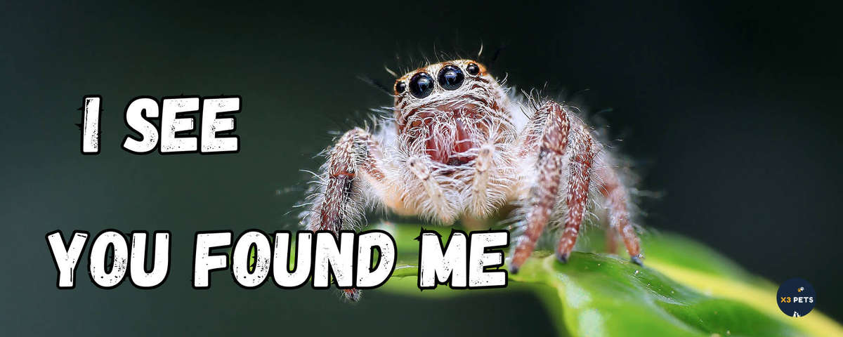 Reptile Cage Sign - "I See you Found Me"