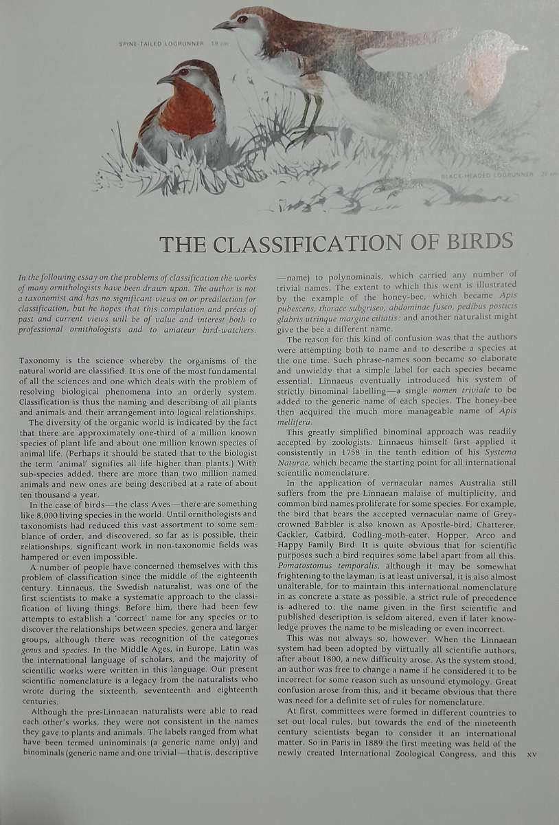 AUSTRALIAN BIRDS - By Robin Hill