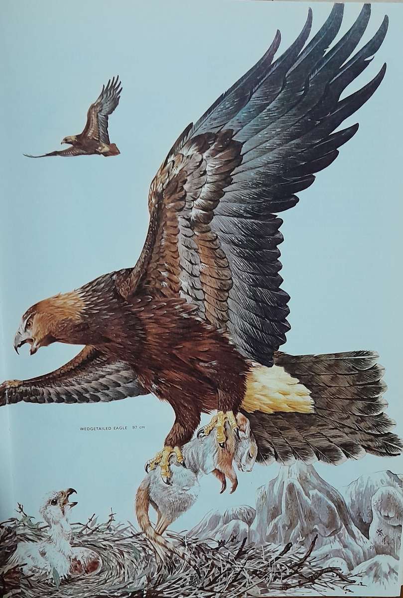 AUSTRALIAN BIRDS - By Robin Hill