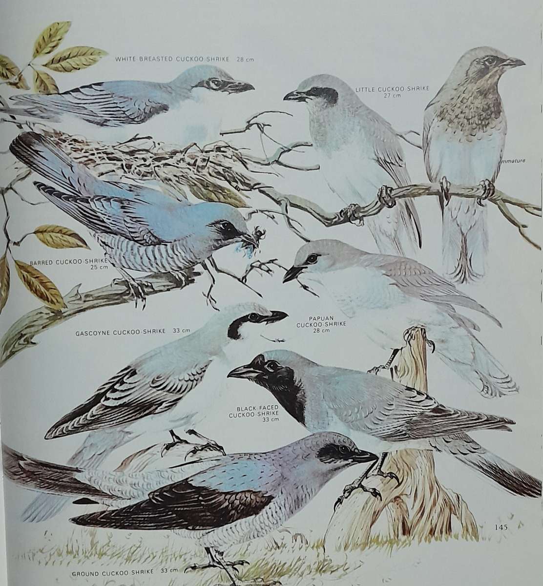 AUSTRALIAN BIRDS - By Robin Hill