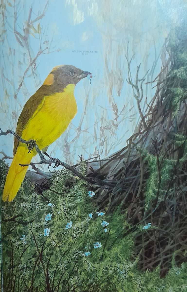 AUSTRALIAN BIRDS - By Robin Hill