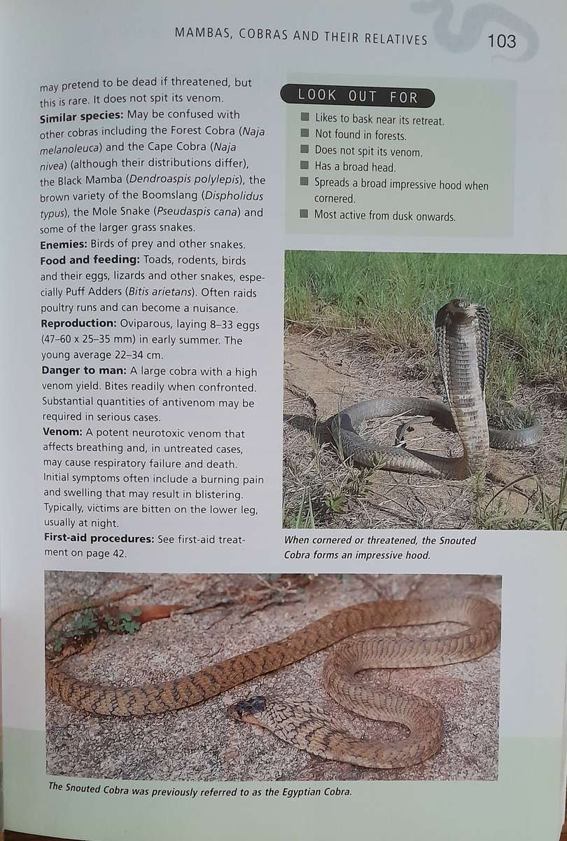 A complete guide to the snakes