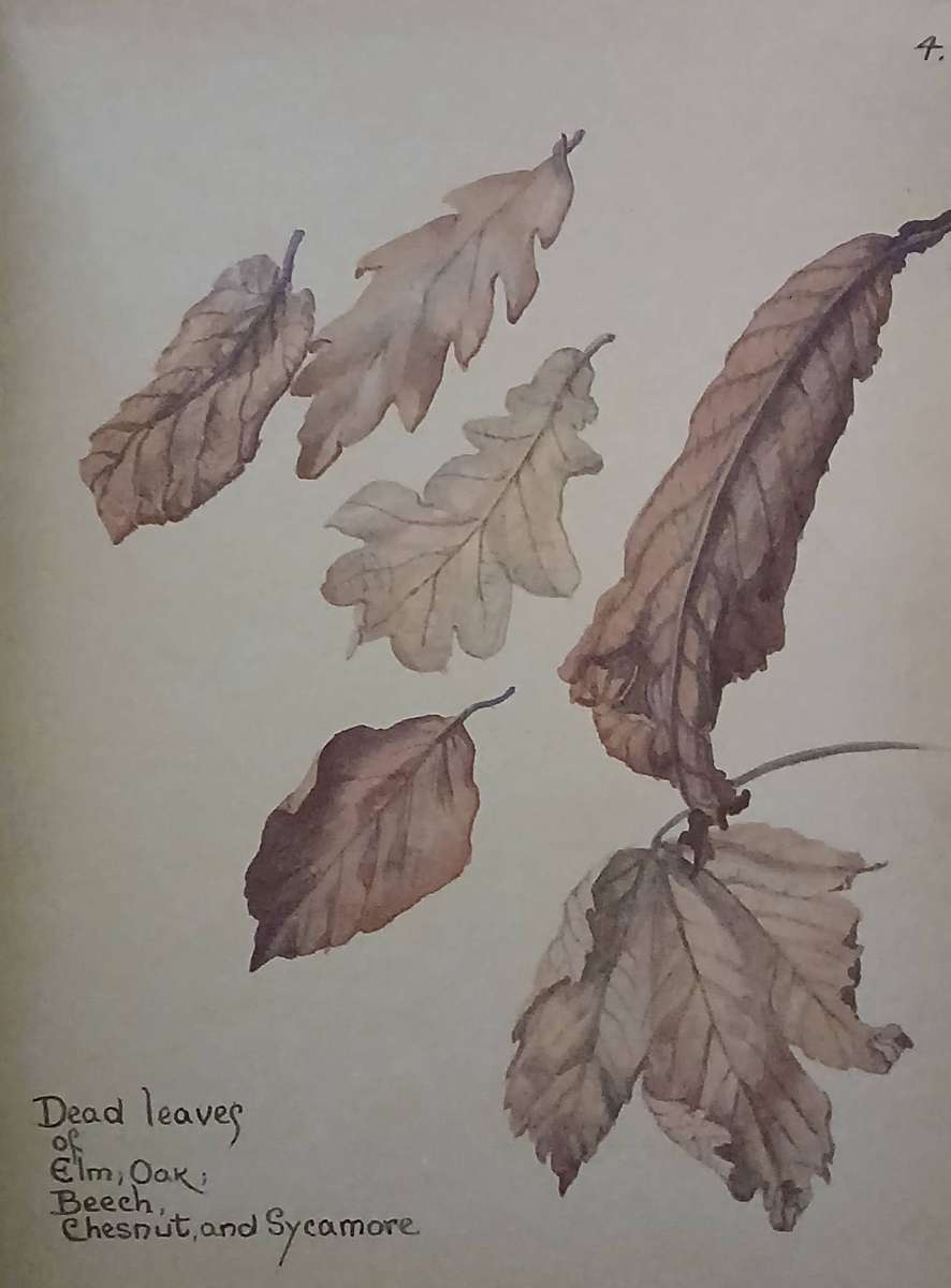 The Country Diary Of An Edwardian Lady