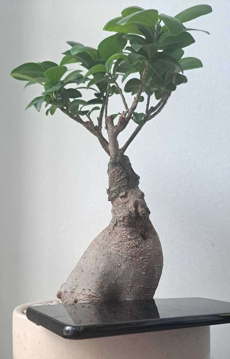 Samsung Galaxy S21 Plus 5G