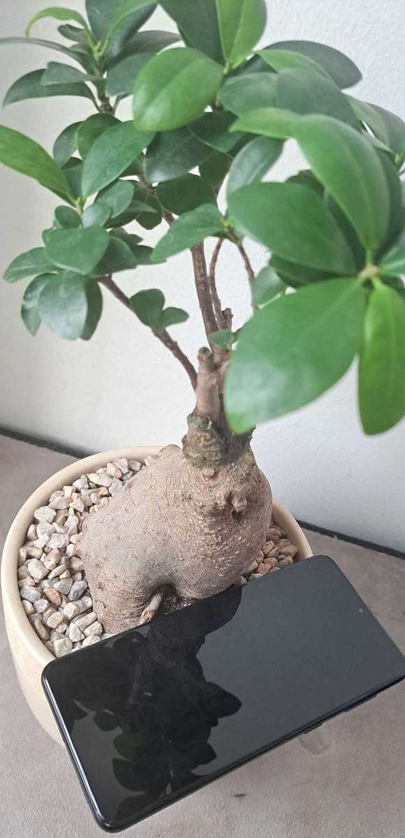 Samsung Galaxy S21 Plus 5G