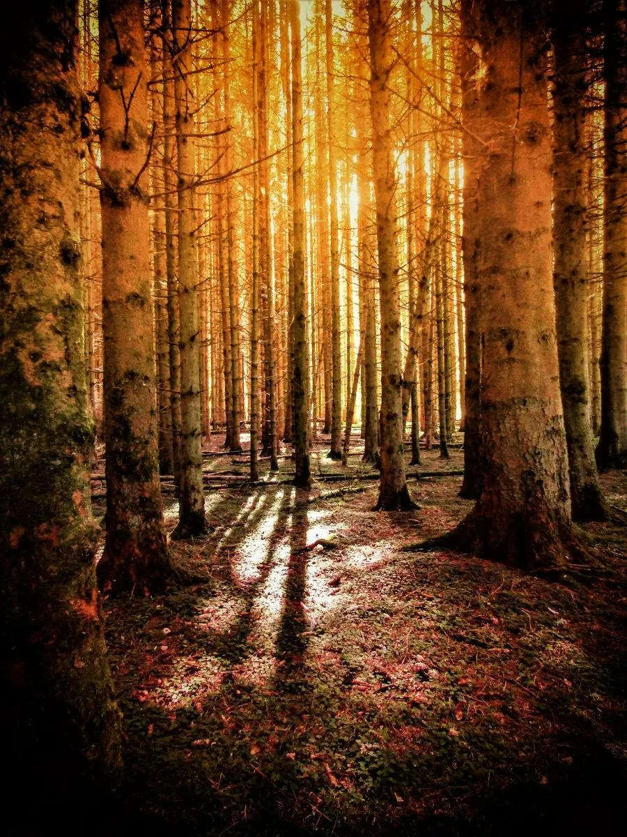 CANON SX430IS BRIDGE CAMERA (BASICALLY NEW)