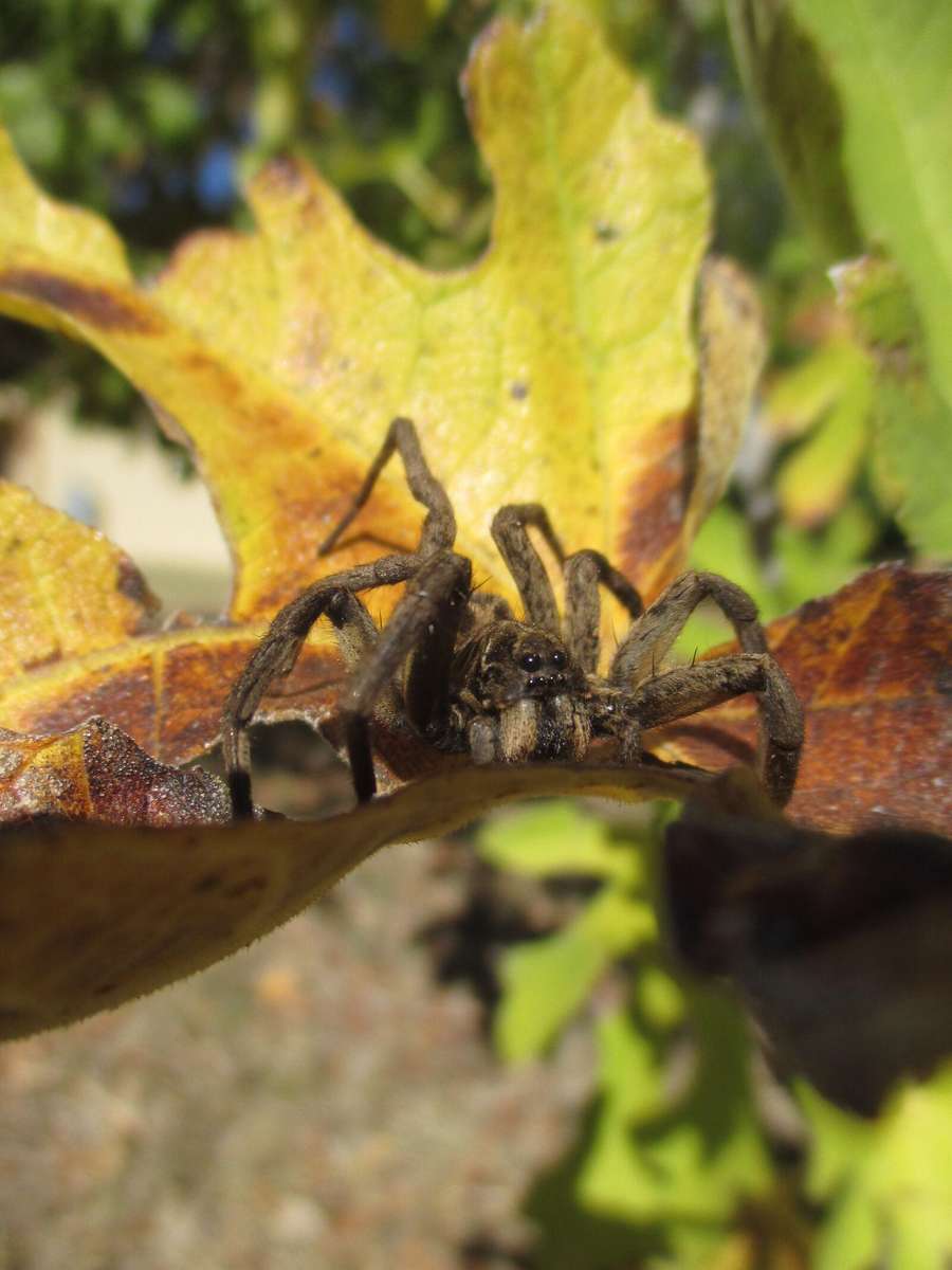 Canon IXUS 145 Digital camera