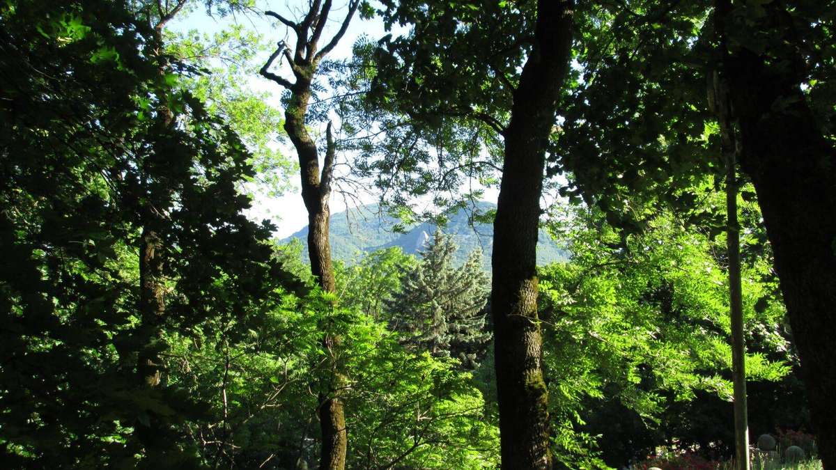 CANON POWERSHOT A810 DIGITAL CAMERA (SIMILAR TO IXUS MODELS)