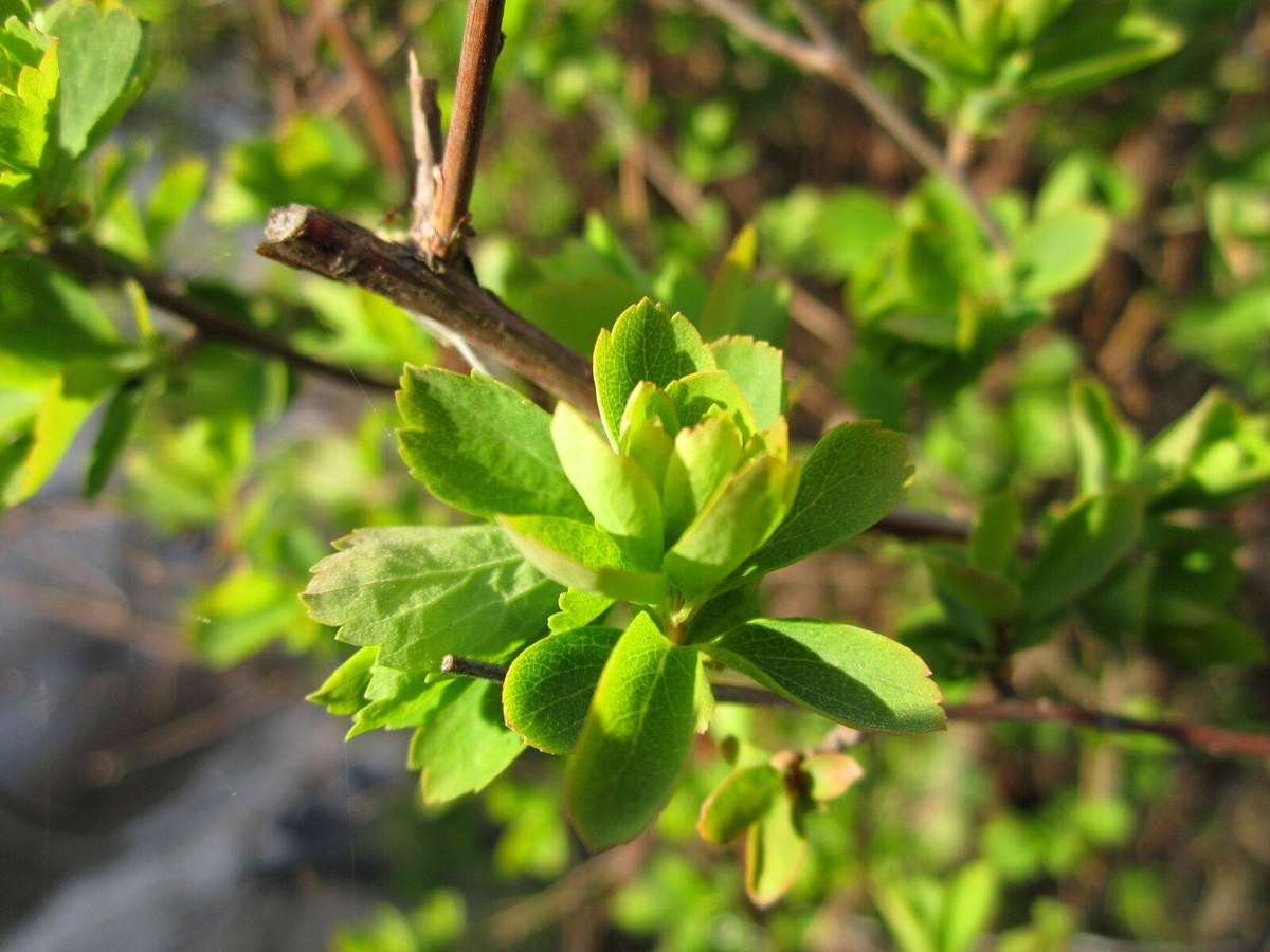 PRISTINE CANON POWERSHOT A2200 DIGITAL