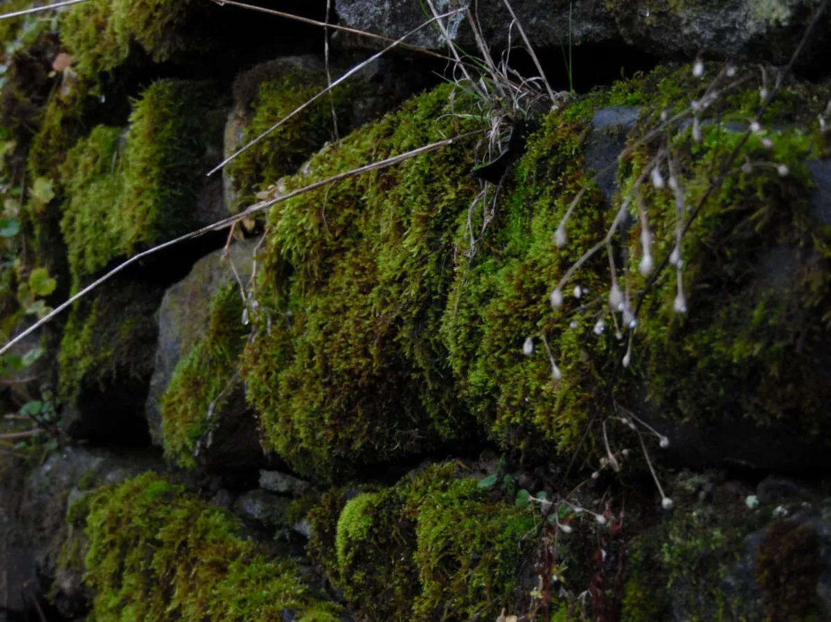 Samsung WB1100F BRIDGE CAMERA