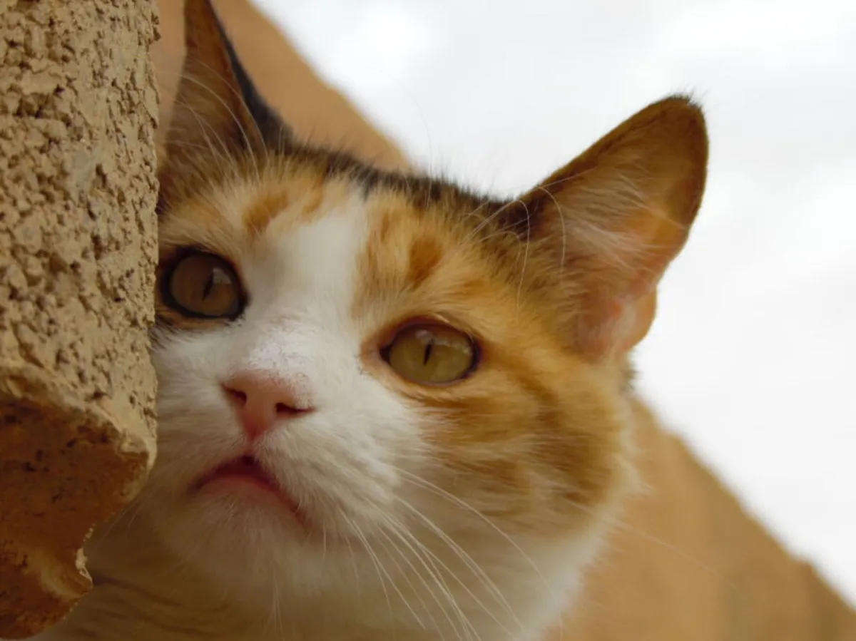 Samsung WB1100F BRIDGE CAMERA