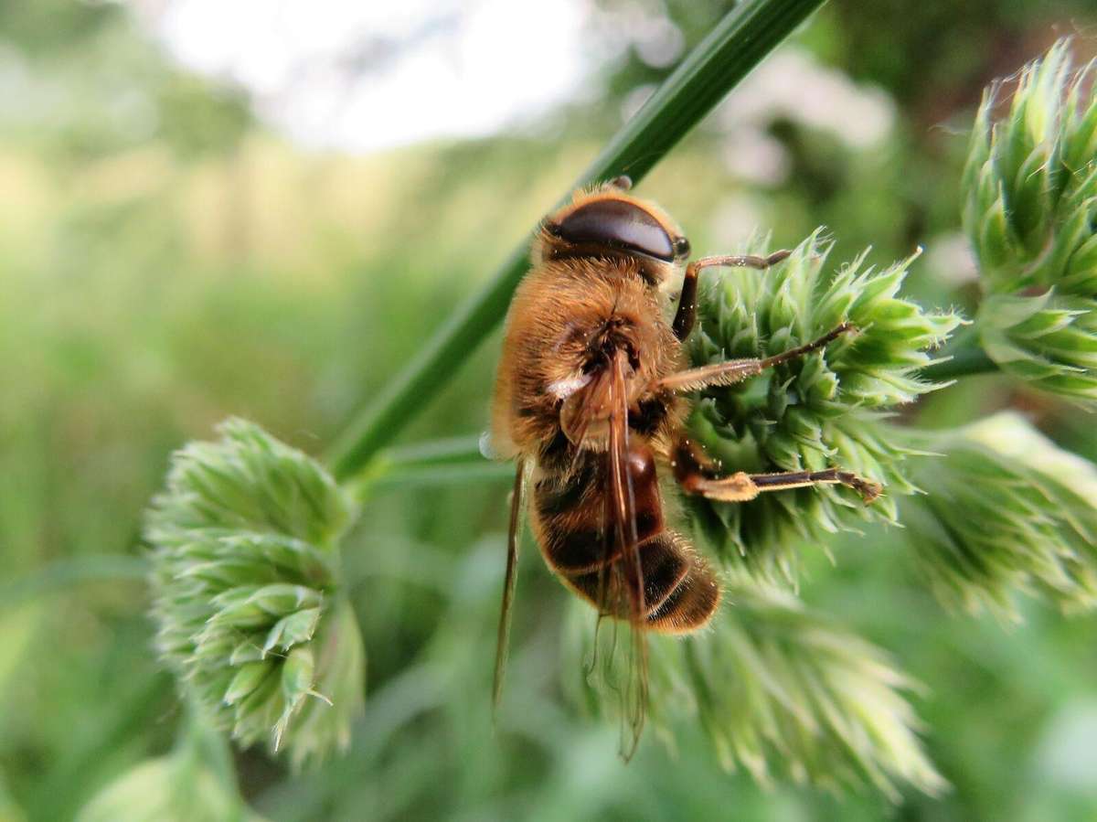 Canon PowerShot SX720HS Bundle