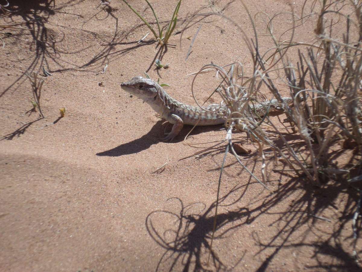 Samsung ST150F digital camera